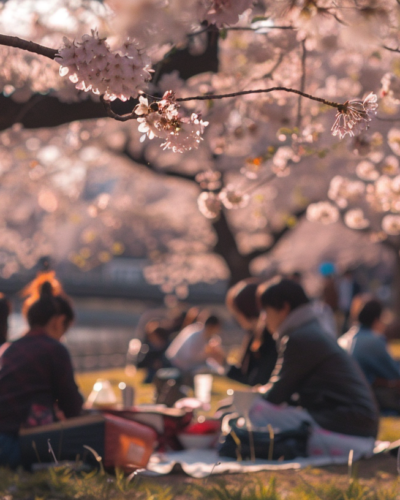 Locals having a picnic under cherry blossoms in Tokyo during spring.