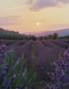 The lavender fields in Provence, France